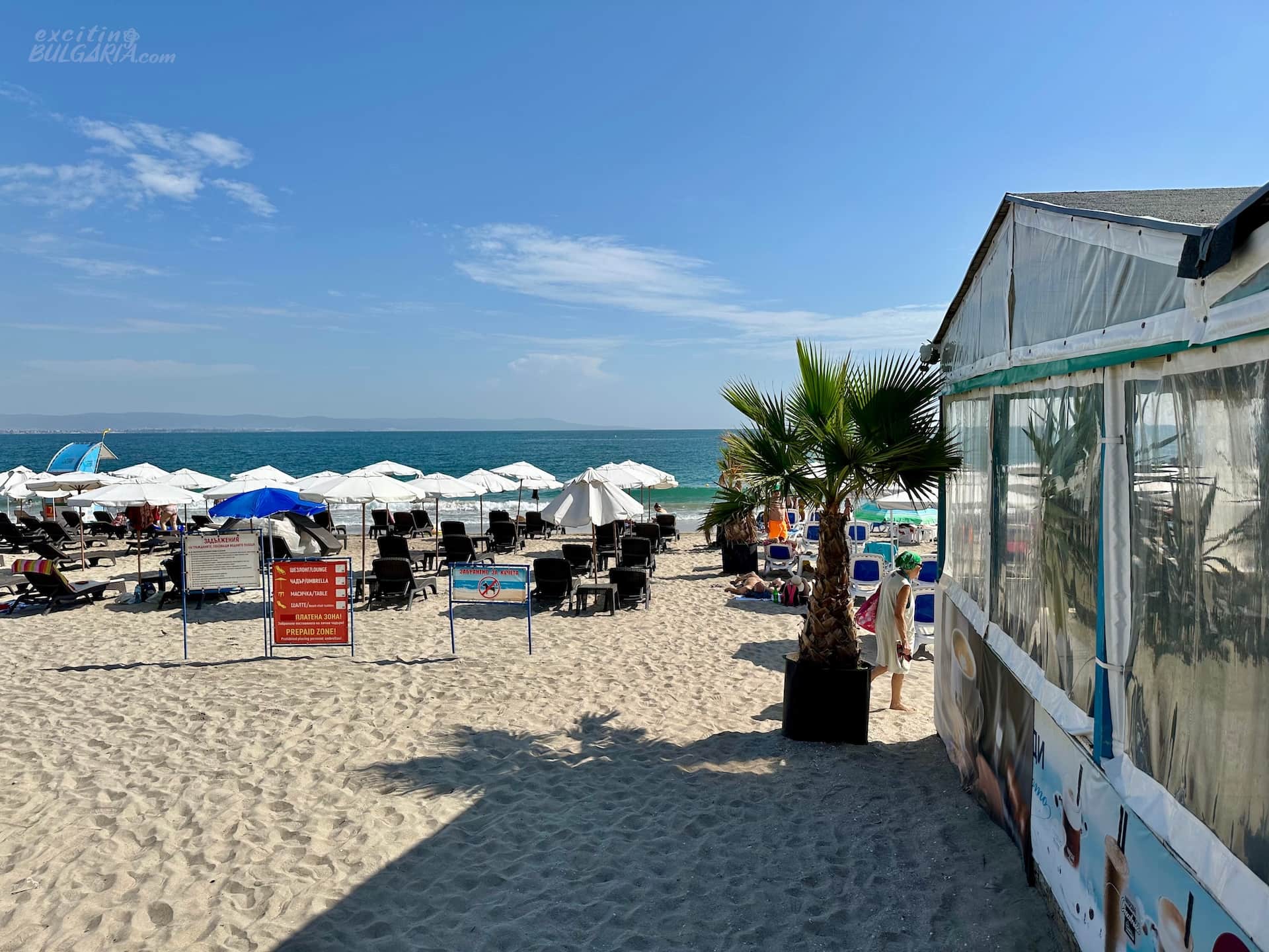 Pomorie-beach-palm